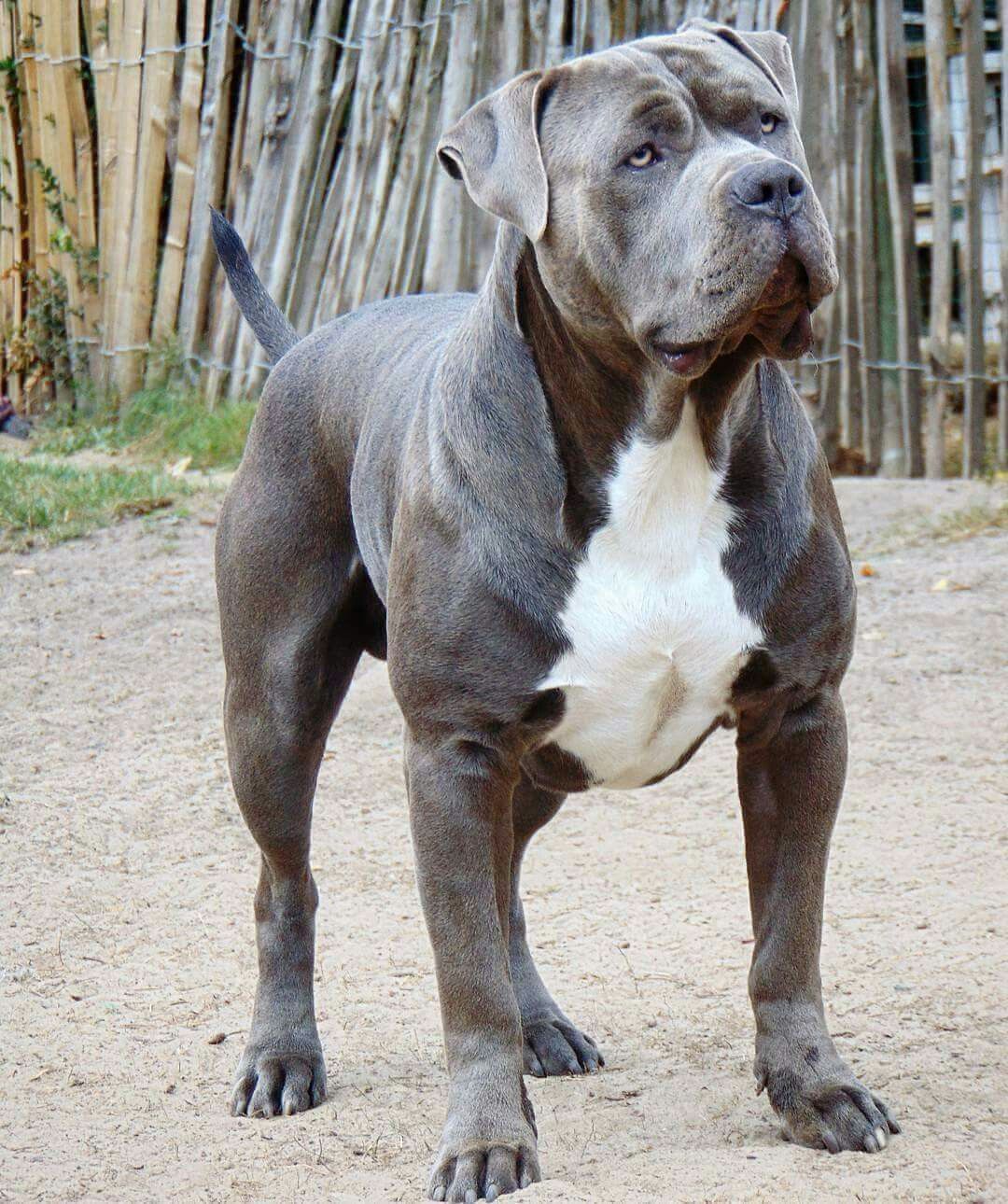 American Bandogge alert in profile